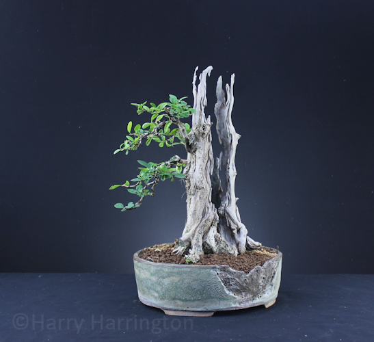 privet bonsai